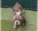 Small American Bulldog