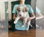 Small #8 Border-Aussie