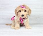 Small Photo #8 Maltipoo Puppy For Sale in LAS VEGAS, NV, USA