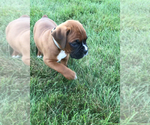 Small #1 Boxer