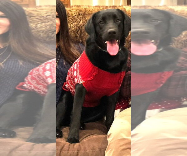 Medium Photo #4 Labrador Retriever-Unknown Mix Puppy For Sale in Enfield, CT, USA