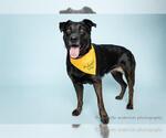 Small #1 Labrador Retriever Mix