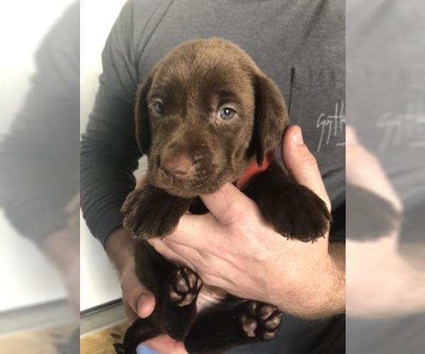 Medium Photo #1 Labrador Retriever Puppy For Sale in SIMPSONVILLE, SC, USA
