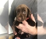 Small Photo #1 Labrador Retriever Puppy For Sale in SIMPSONVILLE, SC, USA