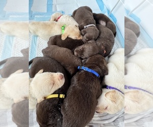 Labrador Retriever Puppy for sale in Melbourne, FL, USA