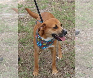 Apollo - Male Black Mouth Cur-Labrador Retriever Mix Dog for Adoption - Photo #2