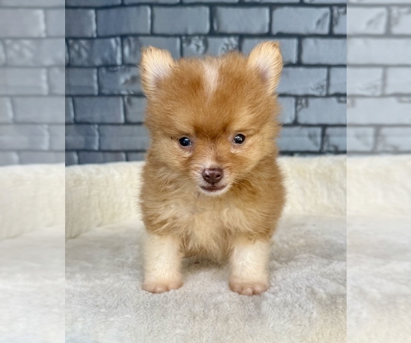 Medium Photo #5 Pomeranian Puppy For Sale in OCALA, FL, USA