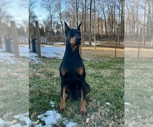 Mother of the Doberman Pinscher puppies born on 04/07/2025