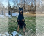 Small Photo #1 Doberman Pinscher Puppy For Sale in NEWTON, NC, USA