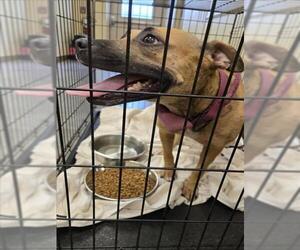 American Pit Bull Terrier-Unknown Mix Dogs for adoption in Texas City, TX, USA