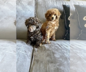Poodle (Toy) Puppy for sale in HAYWARD, CA, USA