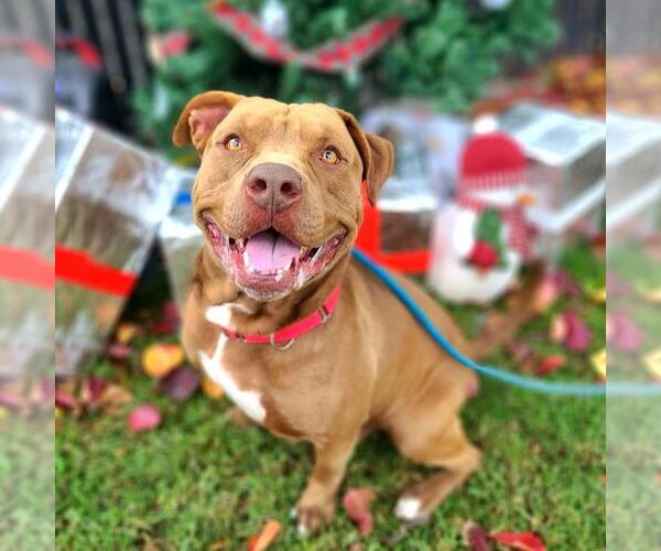 Medium Photo #4 American Pit Bull Terrier Puppy For Sale in Long Beach, CA, USA