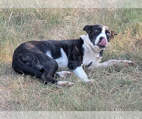Medium Photo #7 Catahoula Leopard Dog-Labrador Retriever Mix Puppy For Sale in Alexander, AR, USA