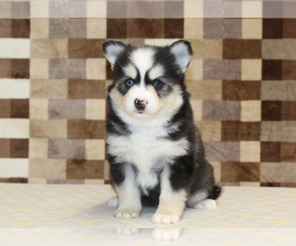 Medium Photo #3 Pomsky Puppy For Sale in DENVER, PA, USA
