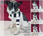 Small Pembroke Welsh Corgi Mix
