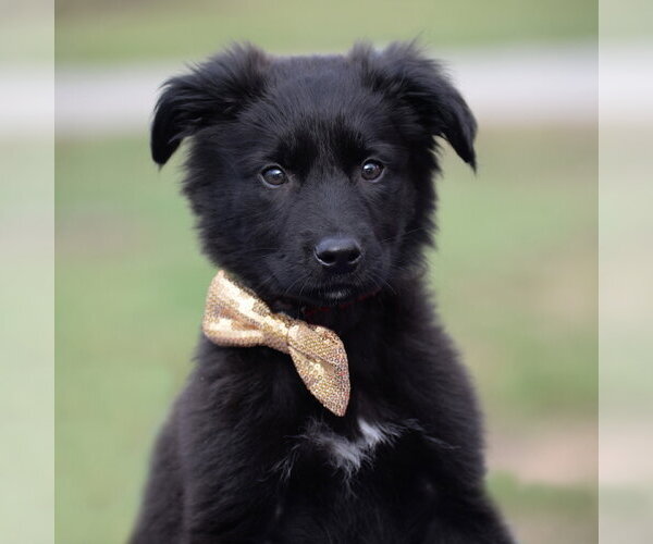 Medium Photo #2 German Shepherd Dog-Unknown Mix Puppy For Sale in Gretna, NE, USA