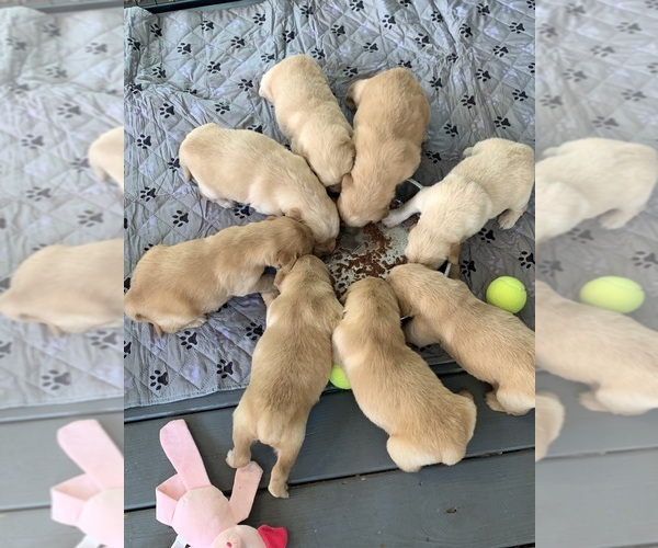 Medium Photo #15 Golden Retriever Puppy For Sale in THOMSON, GA, USA
