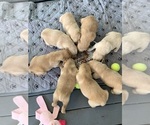 Small #14 Golden Retriever