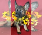 Small Photo #7 German Shepherd Dog Puppy For Sale in HOLDEN, MO, USA