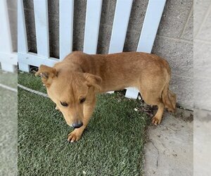 Australian Kelpie-Unknown Mix Dogs for adoption in Modesto, CA, USA