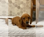 Small Photo #4 Dachshund Puppy For Sale in CANOGA, NY, USA