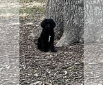 Small Photo #5 Goldendoodle Puppy For Sale in SAINT LOUIS, MO, USA