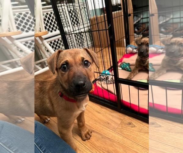 Medium Photo #4 Mutt Puppy For Sale in Uwchlan, PA, USA