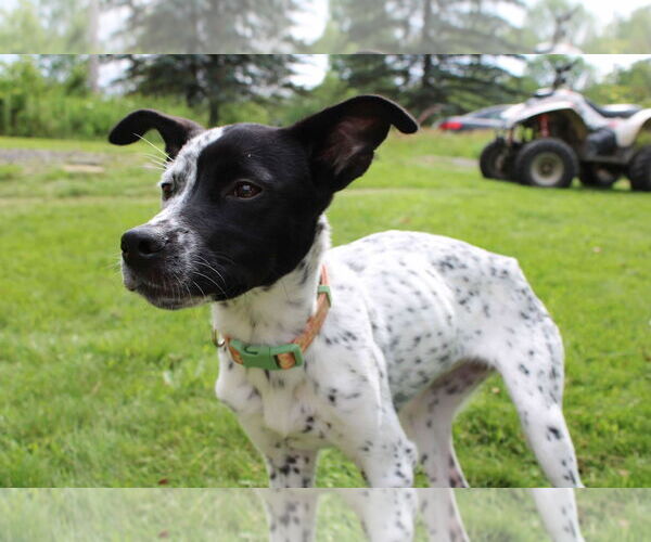Medium Photo #4 Pointer-Unknown Mix Puppy For Sale in NYC, NY, USA