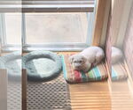 Small #2 Bichon Frise