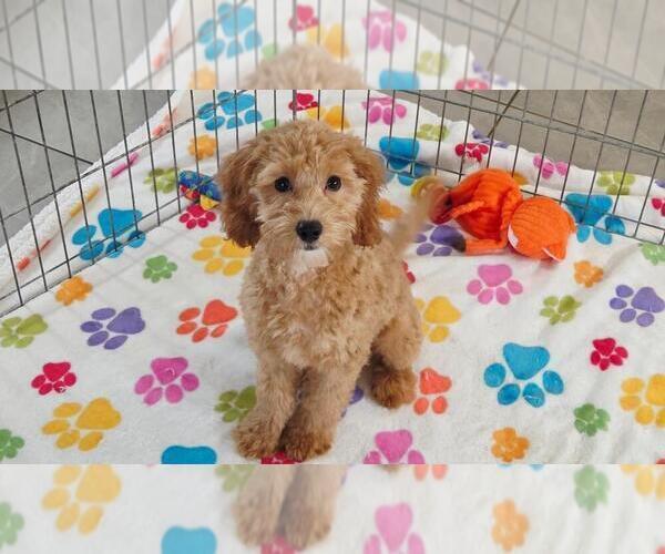 Medium Photo #1 Cavapoo mix (+ Poodle Miniature) Puppy For Sale in ORO VALLEY, AZ, USA