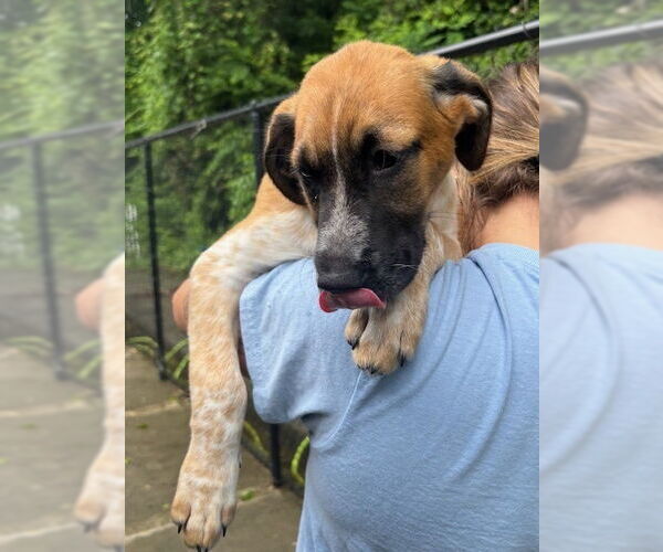 Medium Photo #2 Mutt Puppy For Sale in Elmsford, NY, USA