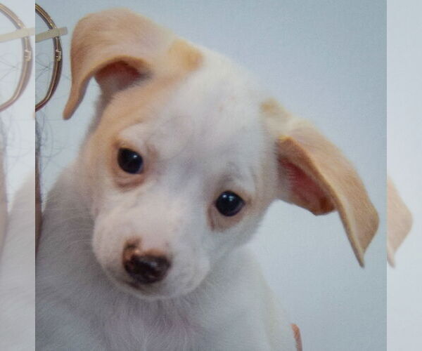 Medium Photo #5 Chiweenie Puppy For Sale in Huntley, IL, USA