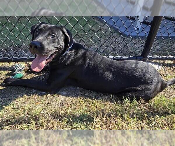Medium Photo #1 American Bulldog-Labrador Retriever Mix Puppy For Sale in Houston, TX, USA