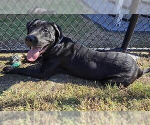 American Bulldog-Labrador Retriever Mix Dogs for adoption in Houston, TX, USA