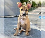 Small #5 American Staffordshire Terrier Mix