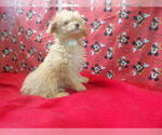 Small #7 F2 Aussiedoodle