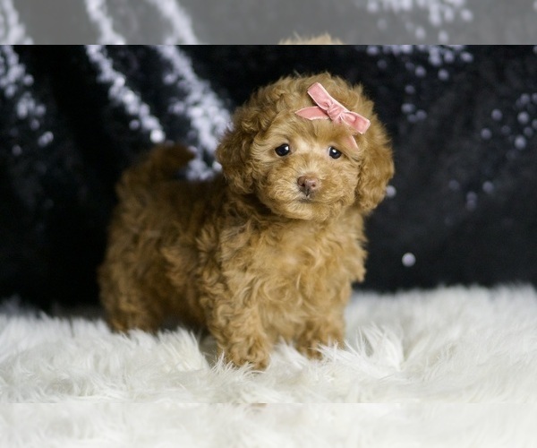Medium Photo #4 Maltipoo Puppy For Sale in WARSAW, IN, USA