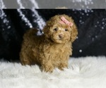 Small #3 Maltipoo