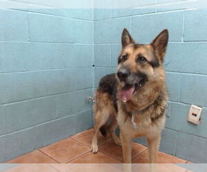 German Shepherd Dog Dogs for adoption in Downey, CA, USA