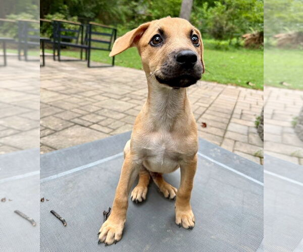 Medium Photo #1 American Pit Bull Terrier-Labrador Retriever Mix Puppy For Sale in Chester, VA, USA