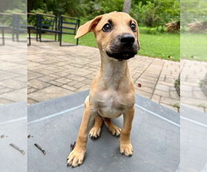 American Pit Bull Terrier-Labrador Retriever Mix Dogs for adoption in Chester, VA, USA