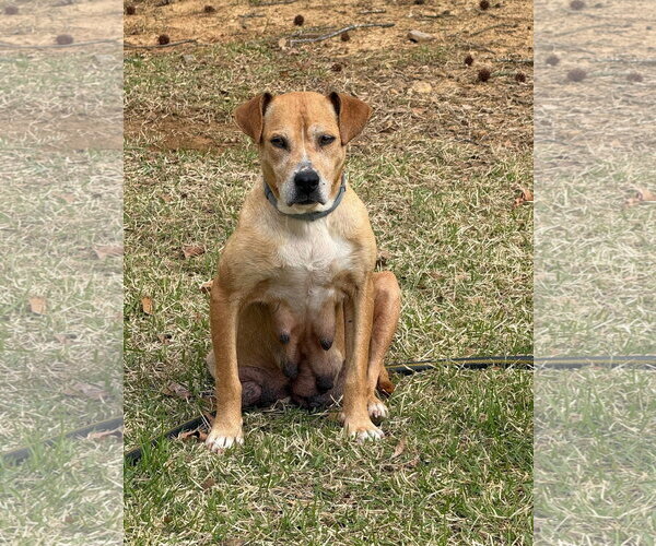 Medium Photo #4 American Pit Bull Terrier-Rhodesian Ridgeback Mix Puppy For Sale in Holly Springs, NC, USA