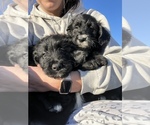 Small Photo #1 Aussiedoodle Puppy For Sale in ELIZABETHTON, TN, USA