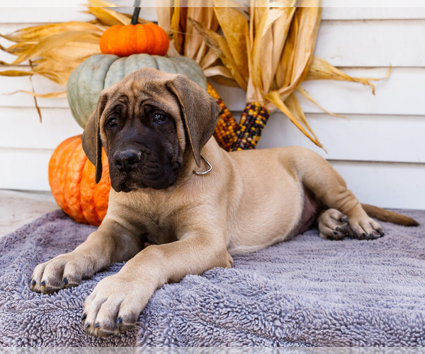 Medium Photo #6 Mastiff Puppy For Sale in WAKARUSA, IN, USA