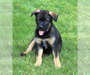 Mutt Dogs for adoption in Minneapolis, MN, USA