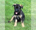 Small Mutt