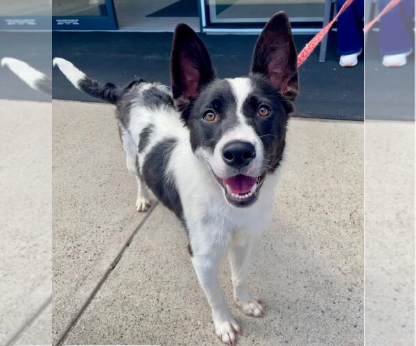 Medium Photo #36 Border Collie-Unknown Mix Puppy For Sale in Canton, CT, USA
