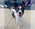 Small #35 Border Collie Mix