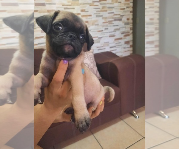 Medium Photo #1 Pug Puppy For Sale in LOS ANGELES, CA, USA