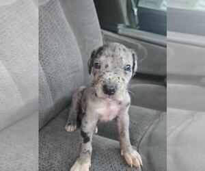 Medium Great Dane